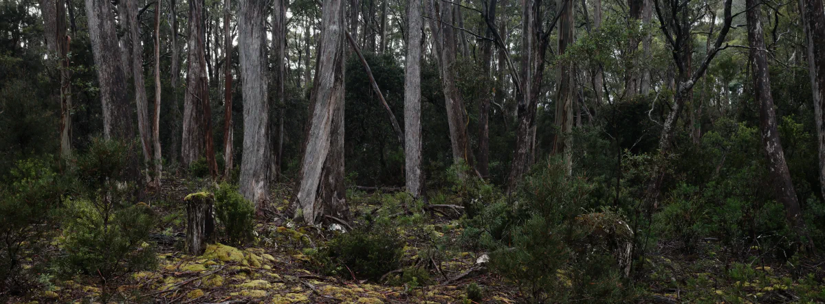 The forest floor and understorey, with slender trunks, moss, and a small weathered stump among the greenery.