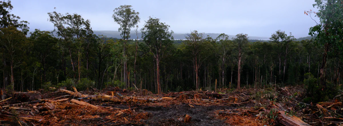 A wide panorama of a clearfelled hillside: bare red soil, scattered slash and fallen timber, with intact forest still standing on the far ridge.