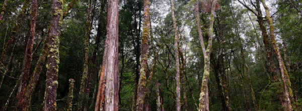 A day in the threatened forests of the Central Highlands