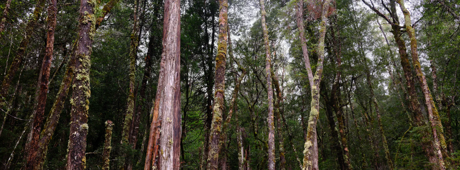 Tall, lichen- and moss-covered trunks of an old-growth forest in lutruwita/Tasmania's Central Highlands.