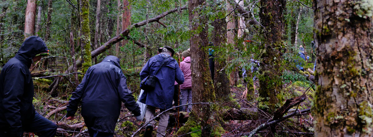 A group of people in raincoats walking single file through dense, mossy forest, stepping over fallen logs.