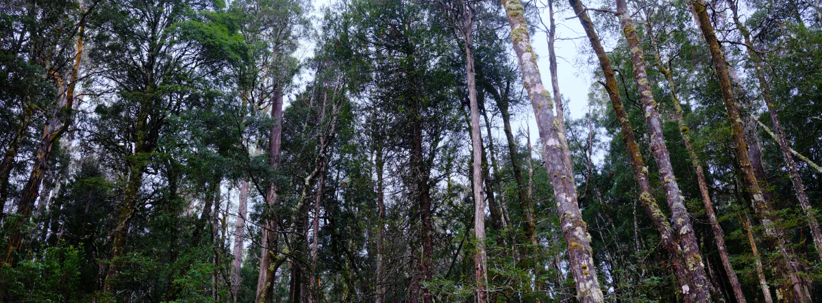 Looking straight up into the tall canopy of a wet eucalypt forest.